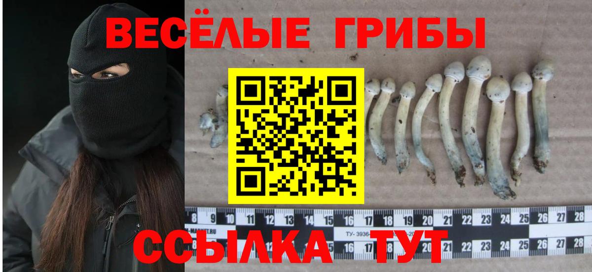 Галлюциногенные грибы мицелий  купить  сайты  Галлюциногенные грибы MAGIC MUSHROOMS  Сланцы  Вход с VPN 